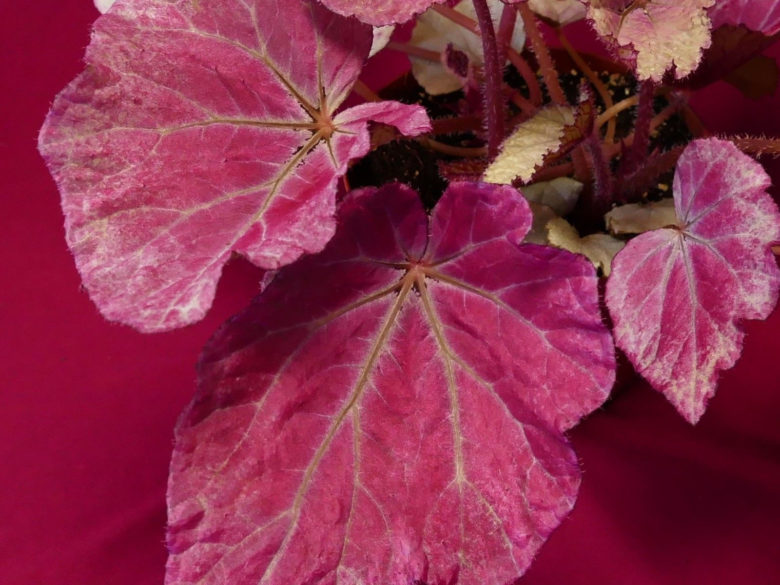 Begonia harmony's pink satin 140mm