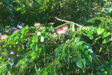 Albizia saman 200mm | paradisegroup