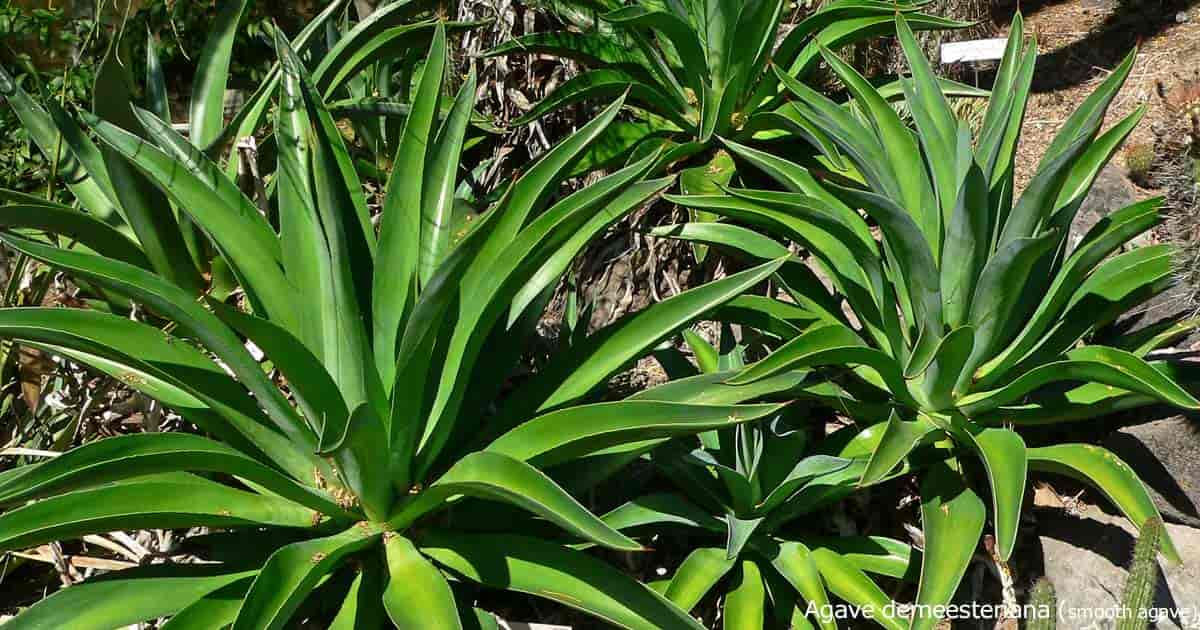Agave desmetiana 'Variegata' 200mm