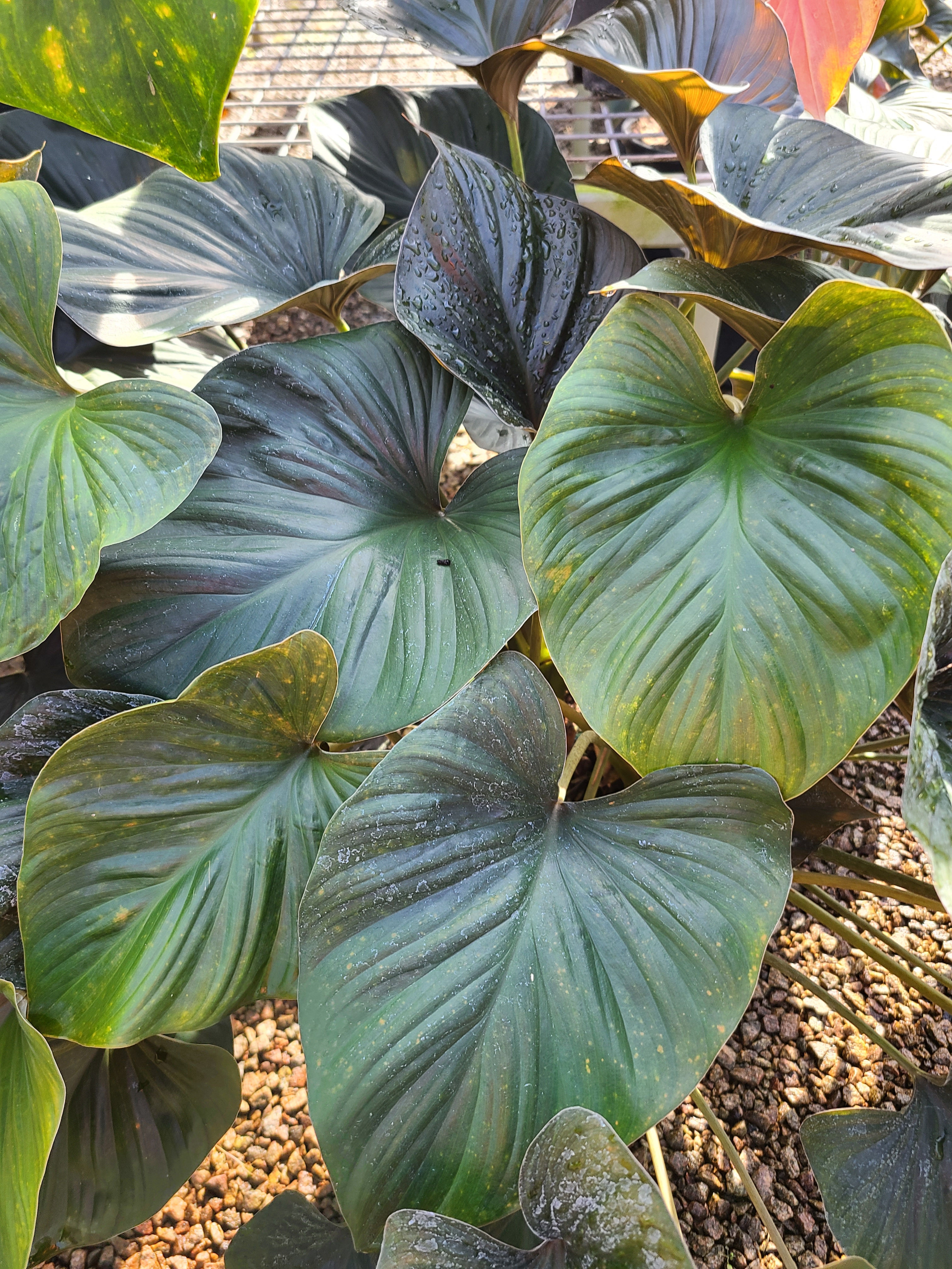 Homalomena rubescens 300mm