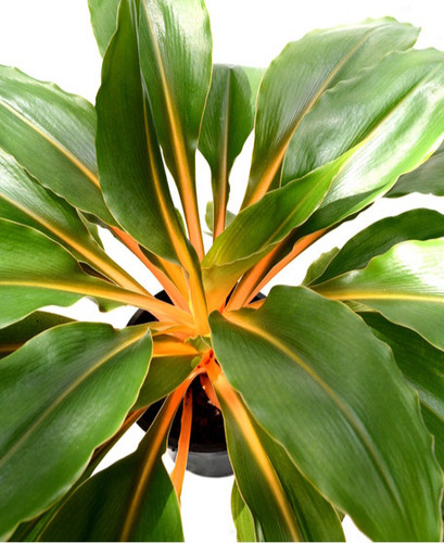 Chlorophytum orchidastrum Green Orange 200mm | paradisegroup