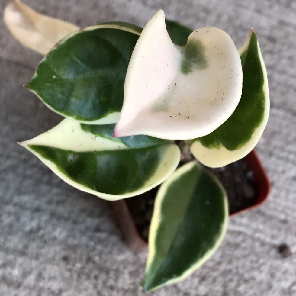 Hoya carnosa 'Krimson Queen' 140mm