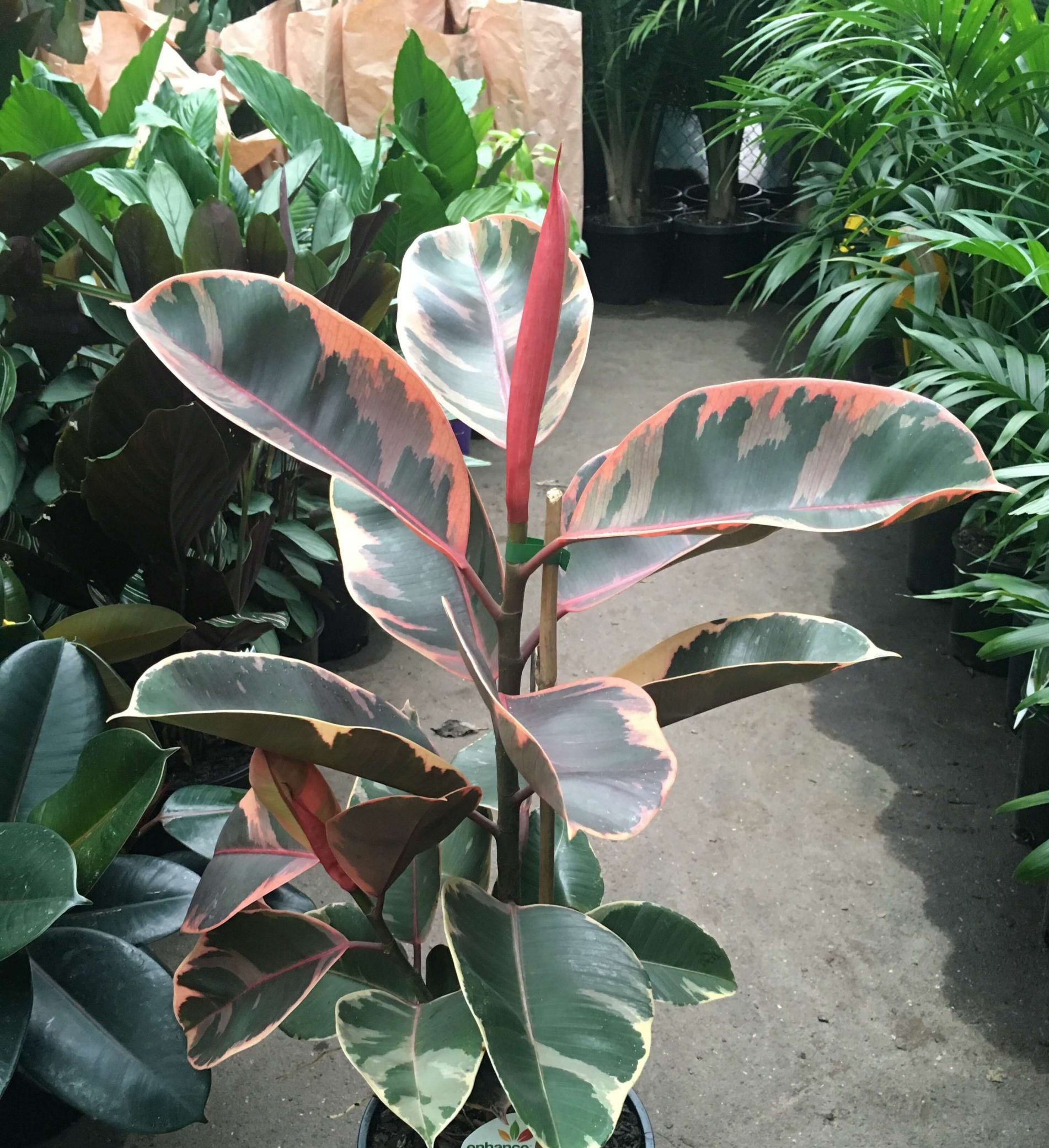 Ficus elastica 'Ruby' 200mm