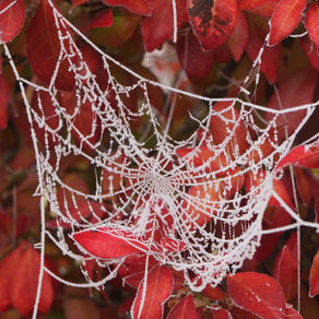 Toile givrée… 🕸❄️