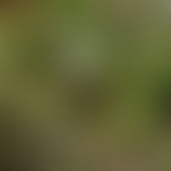 J'ai le bourdon ! 🐝