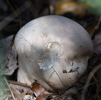 Giant_puffball_mushroom_bombay_hook_10.7.20_DSC_4867.jpg