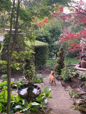 Pat Talbert - Garden.jpeg