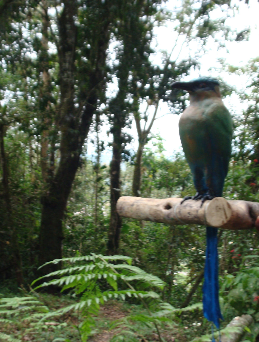 BARRANQUILLO (momotus aecuatorials)