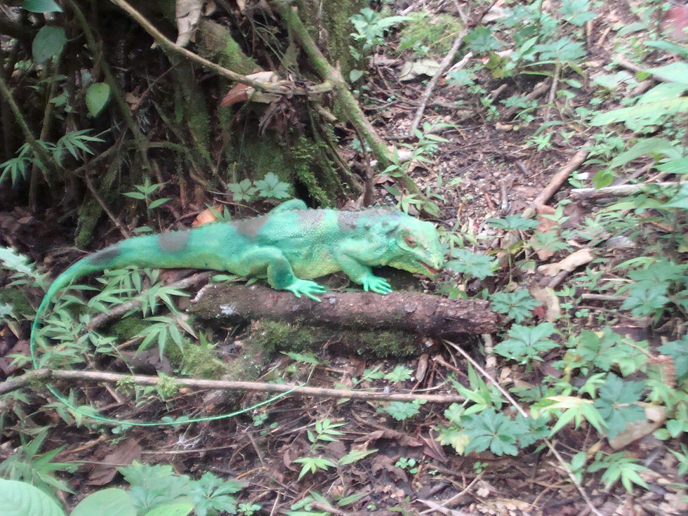 IGUANA