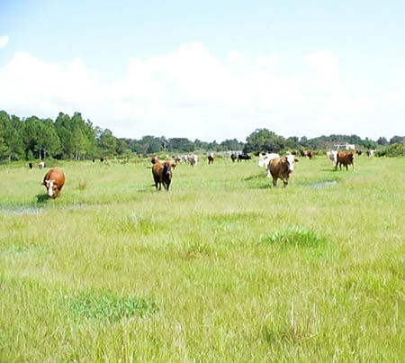 The Role of Pasture Development in Promoting Biodiversity
