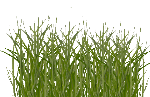 Giphy_(2)grass.gif