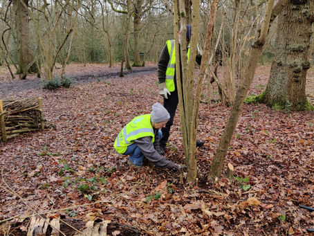 Volunteers cutting hazel