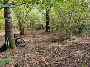 Bicycle in woodland