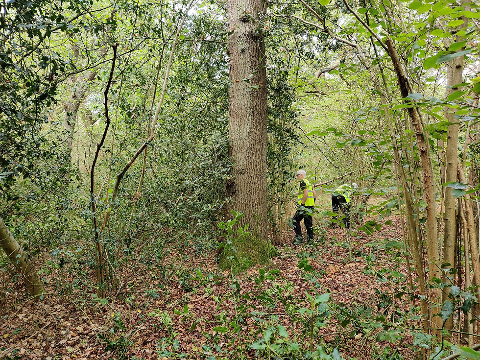 Volunteers working to reduce holly in a hazel coppice with oak standards