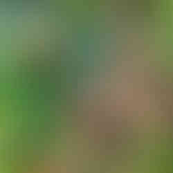 Cyclamen coming into flower