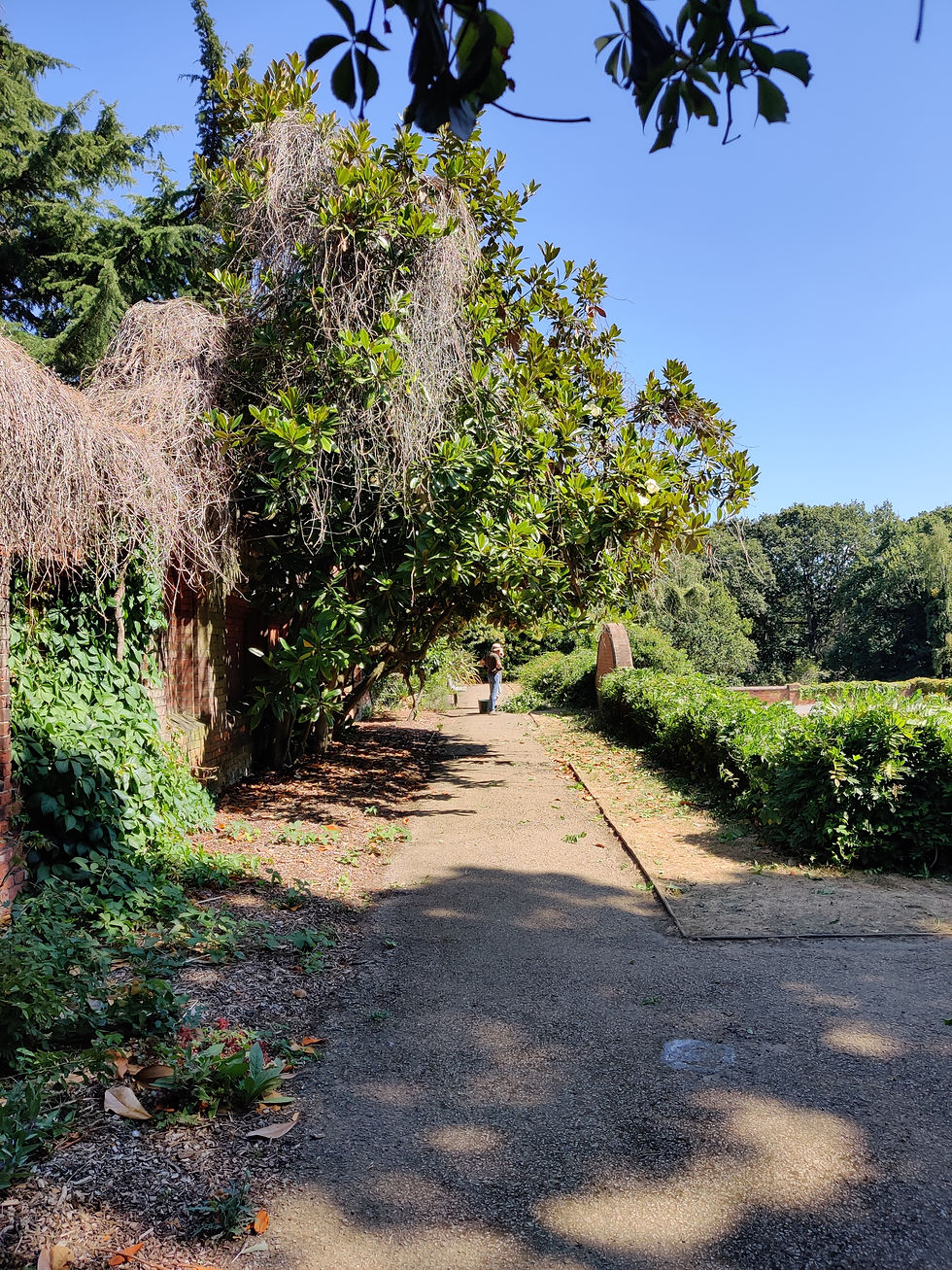 Finding the path under the Wisteria