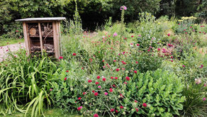 Jackwood in June