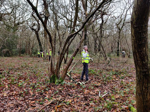 Volunteers working in a coppice