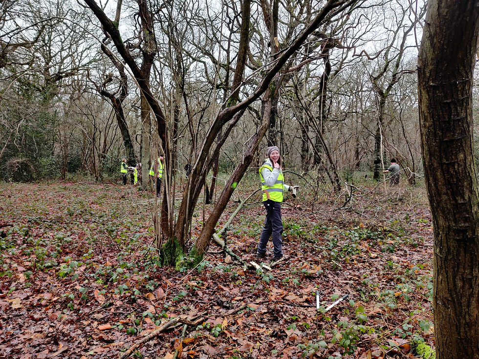 Volunteers working in a coppice