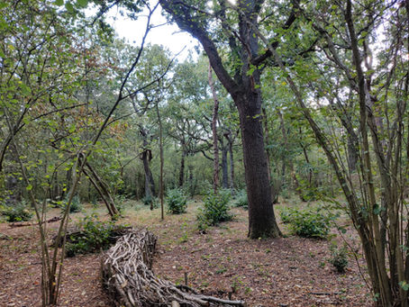 Hazel coppice with Oak standards