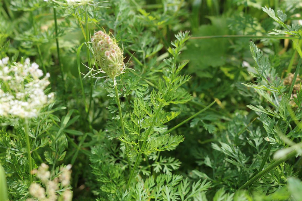 Pflanze des Monats Oktober 2019 Wilde Möhre