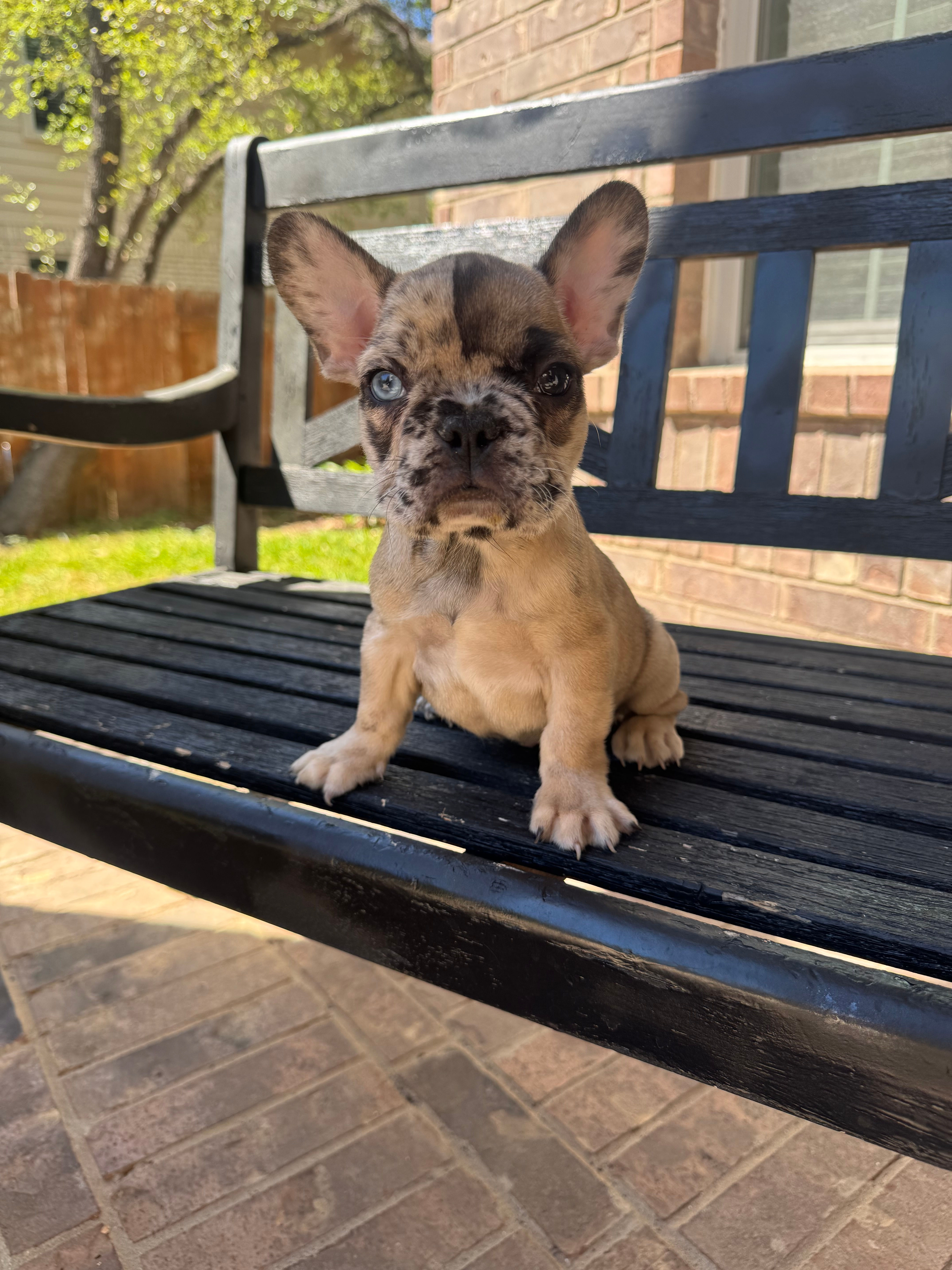Ghost - French Bulldog Available For Reserve