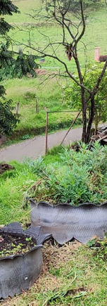 Jardineritos