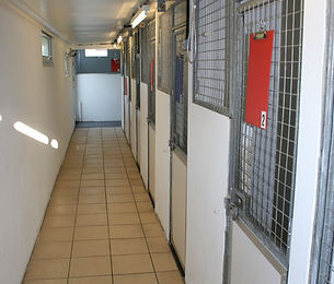 boarding kennels colchester, cattery colchester, dog kennels, hilltop kennels, catteries colchester
