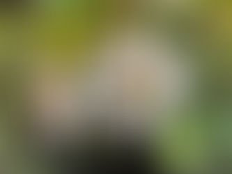 1day アロマセラピー講座のお知らせ