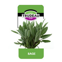Basilic.jpg