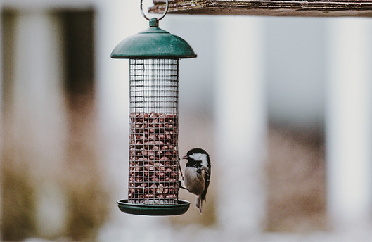 Small bird eating from a hanging bird feeder
