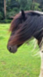 Atelier de reconnexion à soi avec les chevaux et la créativité 