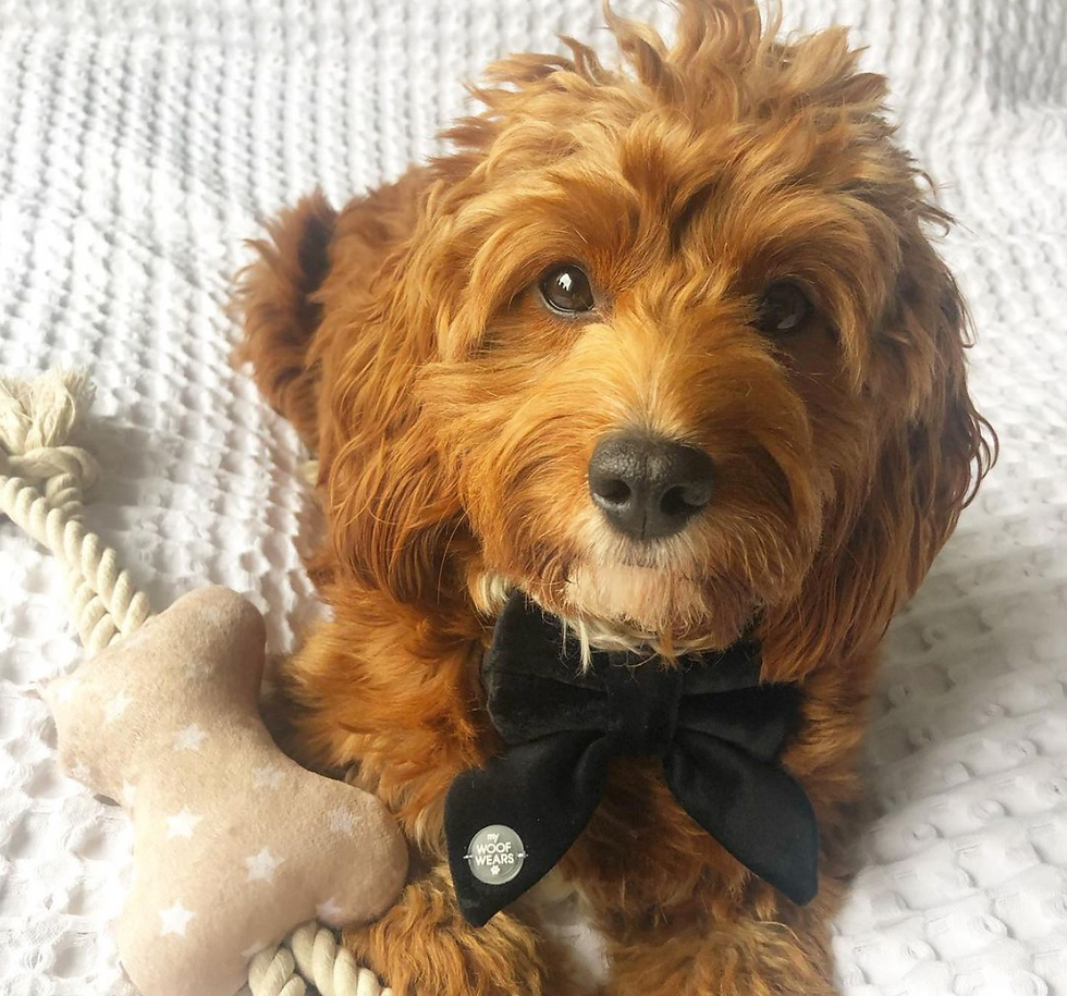 Thumbnail: Noir Velvet Dog Sailor/Bow Tie