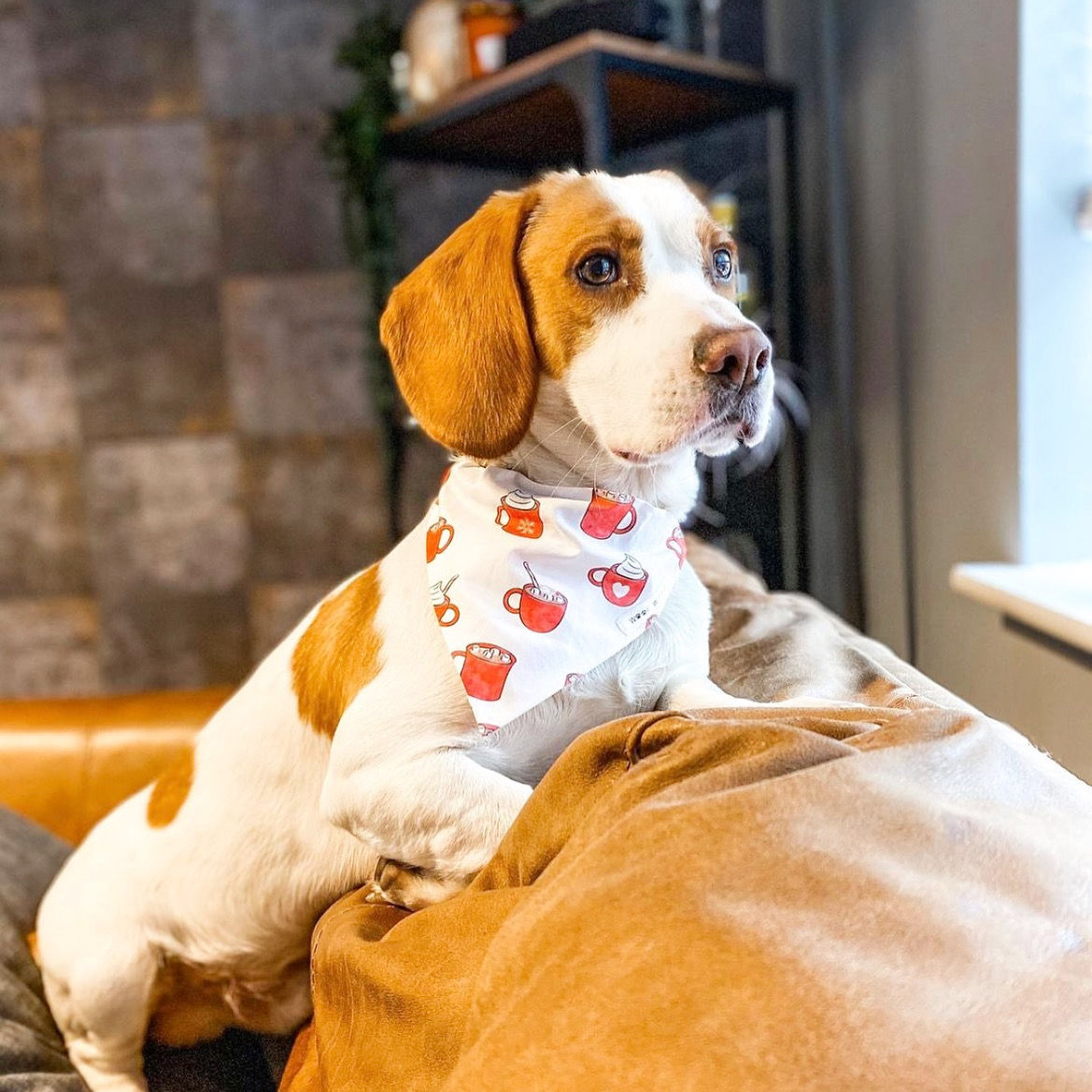 Hot Chocolate Bandana