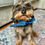 Thumbnail: Petrol Corduroy Neckerchief