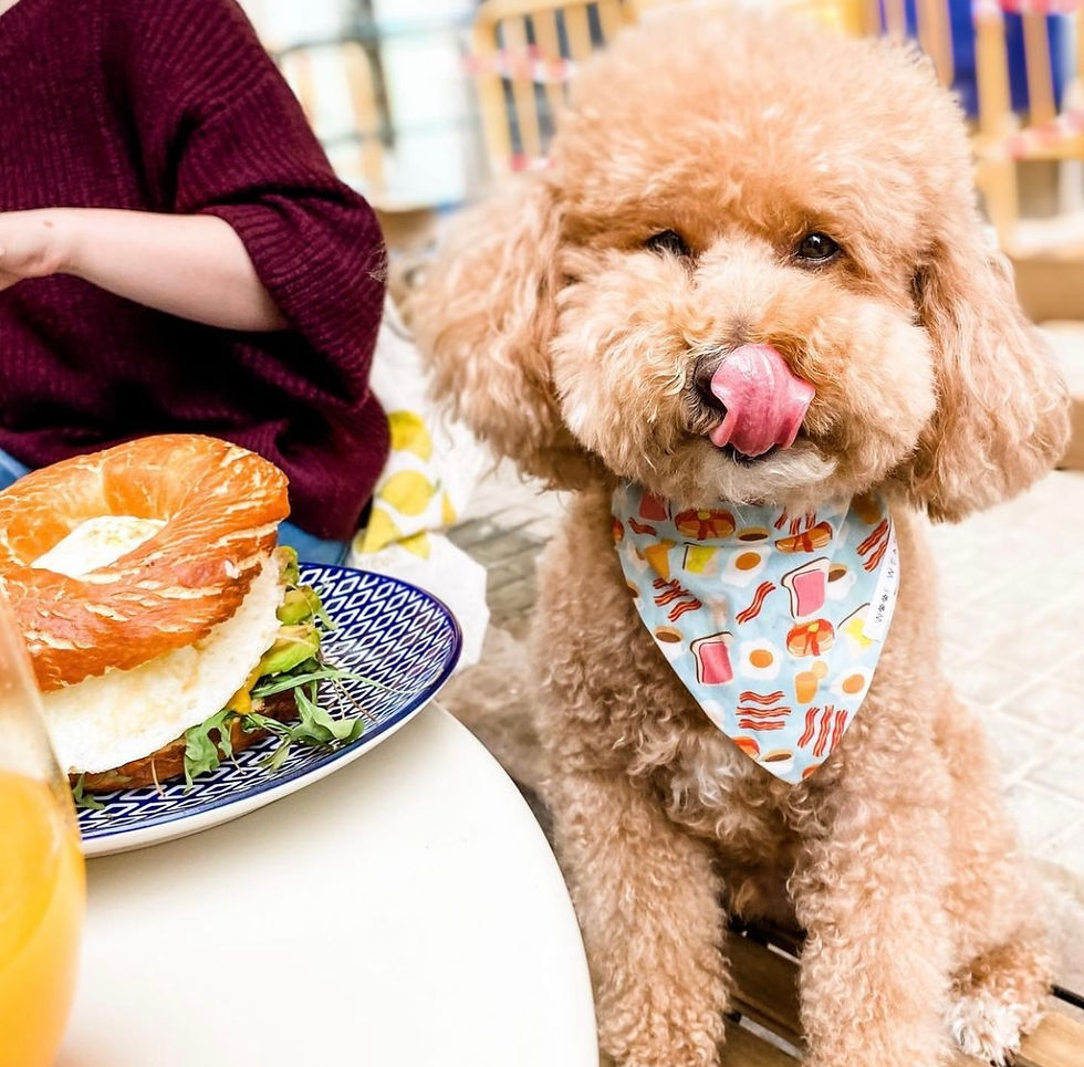 Thumbnail: Breakfast Bandana