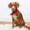 Thumbnail: Red Velvet Neckerchief