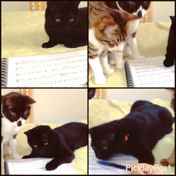 ペンもにゃんこにとっては魅力的なオモチャ。__あ、__#甘党こにゃんこず__のちびっ子組__#オレオ _#キャラメル _#チョコ_#ココア__今日が推定2歳の誕生日でーす♪おめでと。__#カヌレ は1