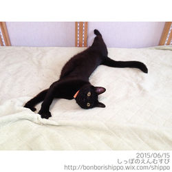 おはにょ〜〜〜〜ん。__月曜の朝から、カヌたんのキックで服に穴を開けられ、バナナクリップが折れ…。もう一個なんか破壊せなあかん、仮母です(泣)__とりあえず、帰ったら全員爪切りじ