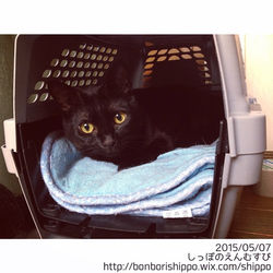 カヌたん、休明け早々に病院ですー。また、ちっこにジャリジャリが…(T