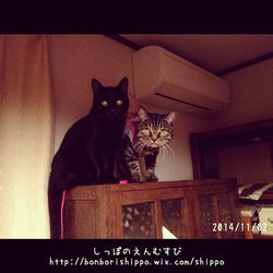 sa-chan 2014110202.jpg