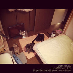 今夜から急激に寒くなるんだってー。またヒーター前に集合やねー。__#甘党こにゃんこず #クッキー #オレオ #チョコ #ココア #キャラメル #カヌレ #さーちゃん #キジトラ #キジ白 #ハチワレ