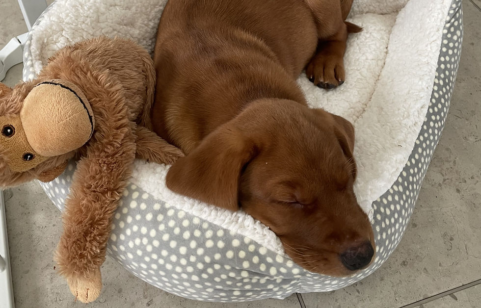 Brecon, a 10-week-old Labrador puppy, sleeping in his bed