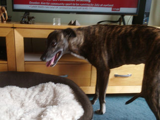 A dog who is frightened of fireworks