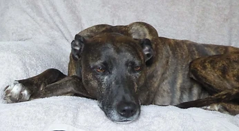 Resting dog