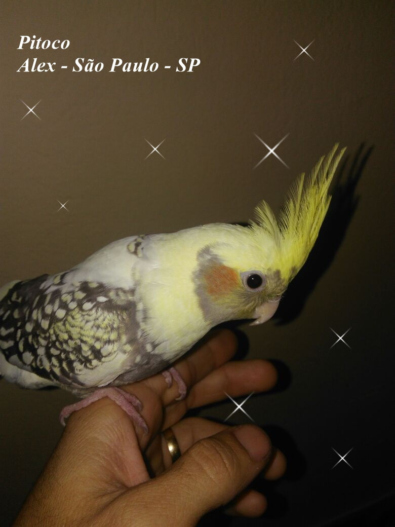 Alex Pitoco Sp