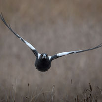 Misunderstood Magpies