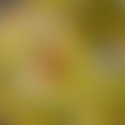 Christmas Comes to NEL