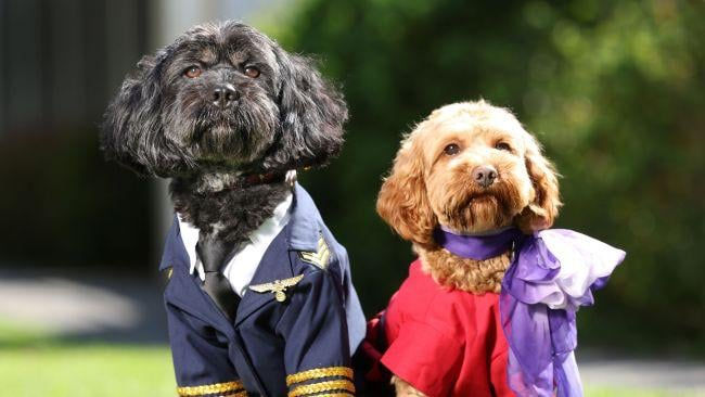 dogs dressed as Virgin Australia pilot & flight attendant