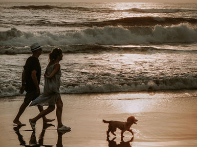 Dog Walks in Cronulla